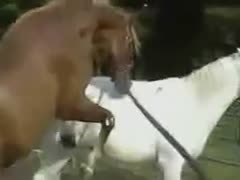 Ranch helper helps 2 horses fuck then removes the beasts dong and takes huge jizz flow 